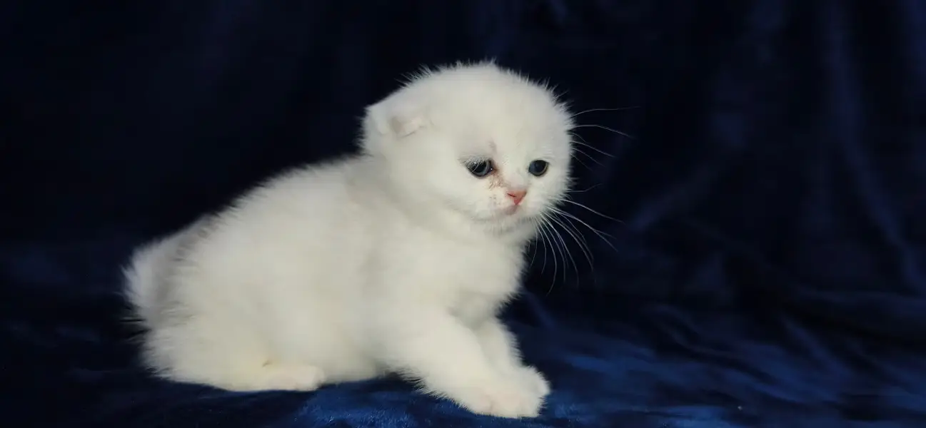 Scottish fold — photo 8
