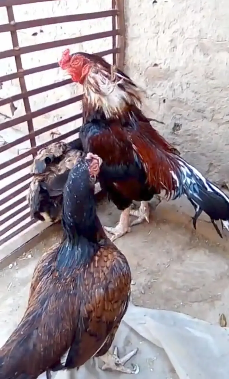 pure amroha pair — photo 2