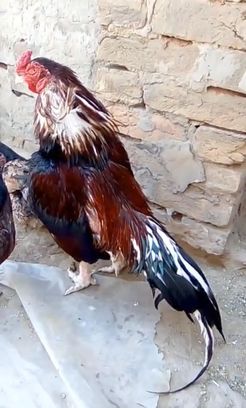 pure amroha pair — photo 3