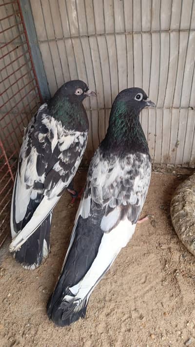 Kabootar & Pigeon