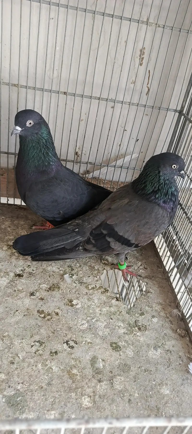 Kabootar & Pigeon — photo 2