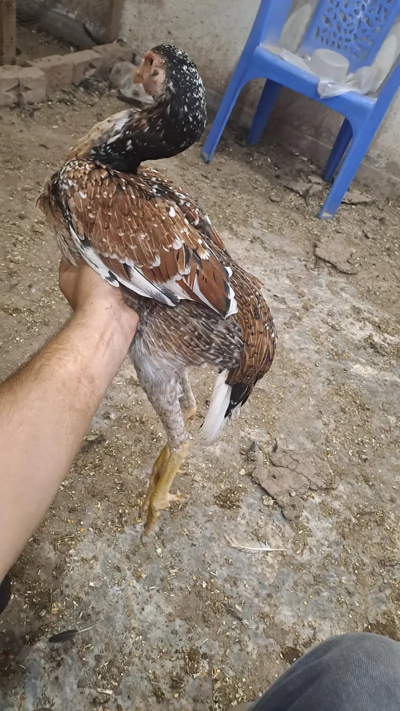 Aseel oh shamoo king size — photo 4