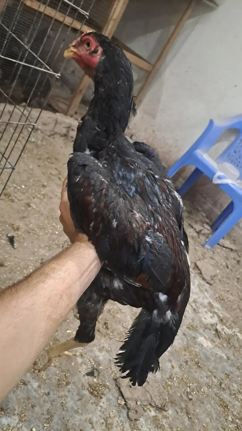 Aseel oh shamoo king size — photo 6