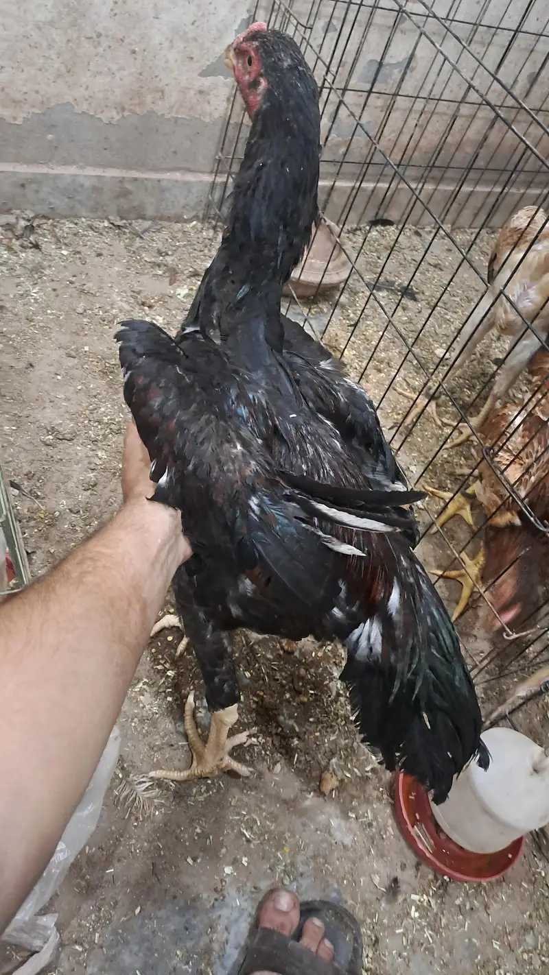 Aseel oh shamoo king size — photo 7