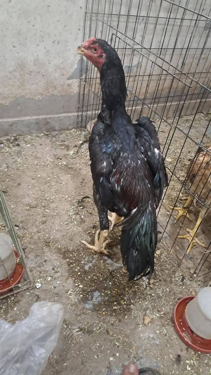 Aseel oh shamoo king size — photo 8