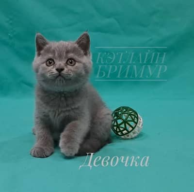 British shorthair