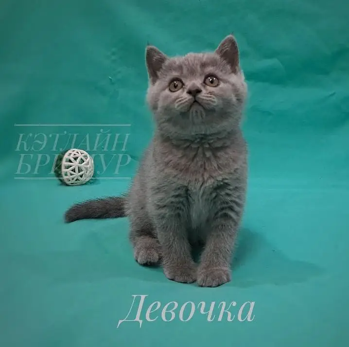 British shorthair — photo 2