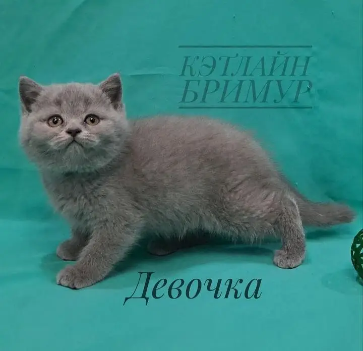 British shorthair — photo 3
