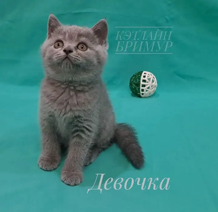 British shorthair — photo 4
