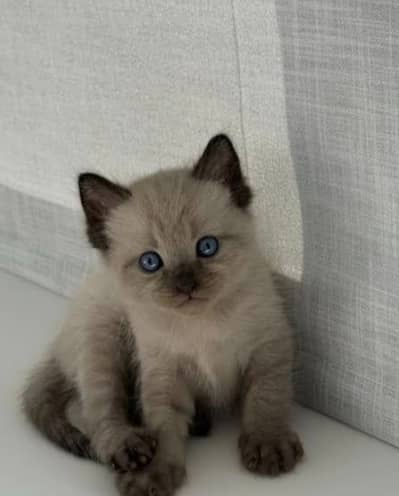 Siamese