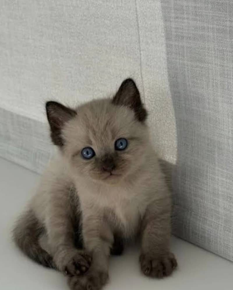 Siamese 0