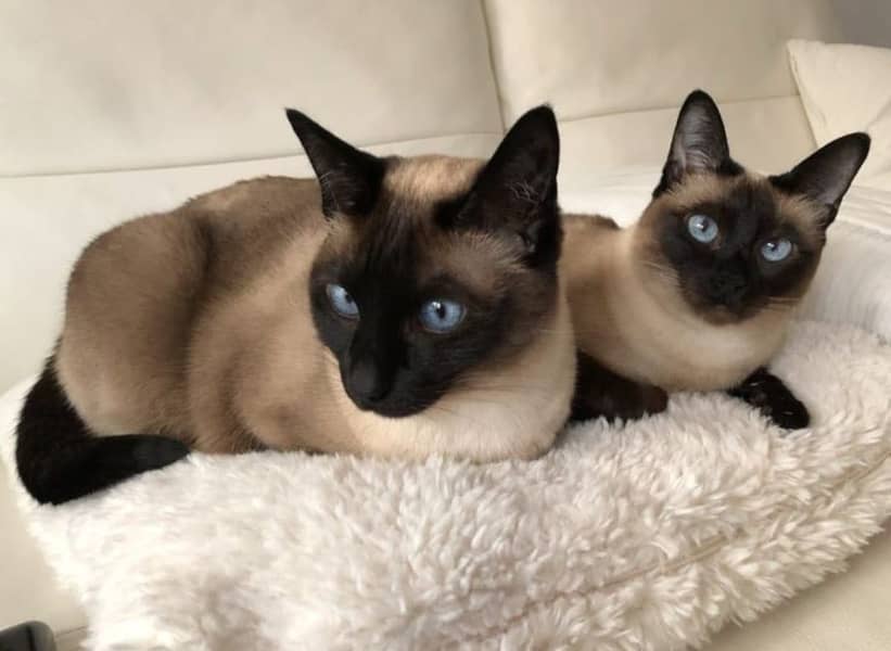 Siamese 1
