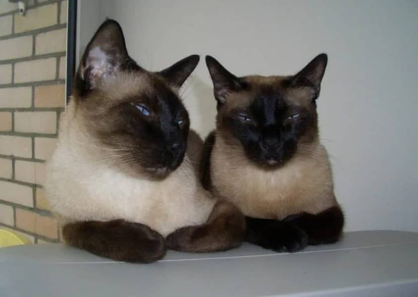 Siamese 2