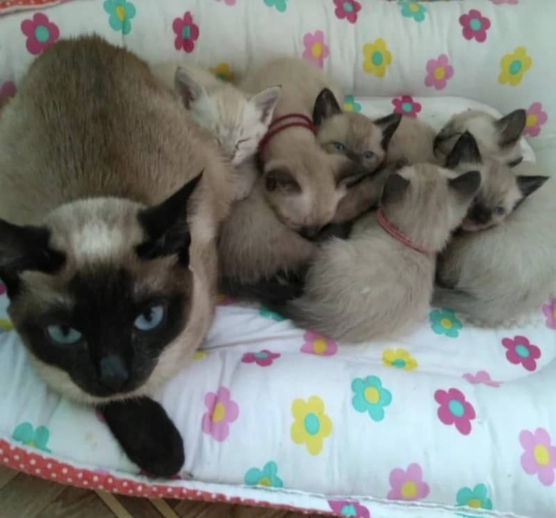 Siamese 3