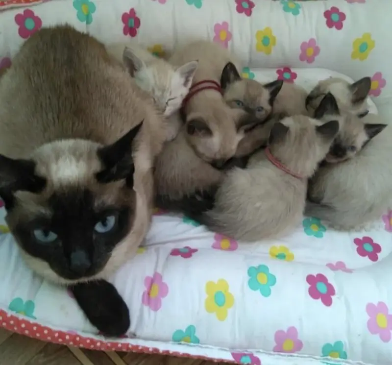 Siamese — photo 4