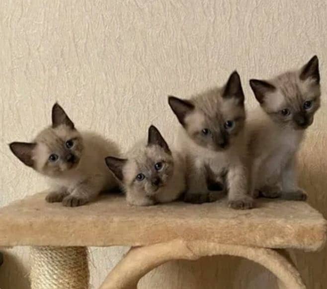 Siamese 4