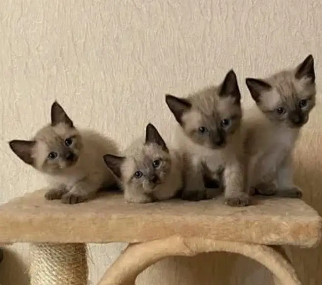 Siamese — photo 5