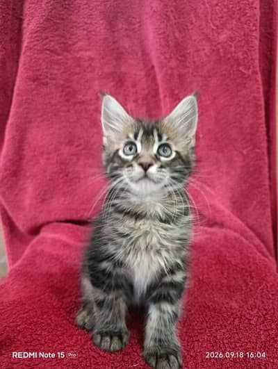 Maine coon.