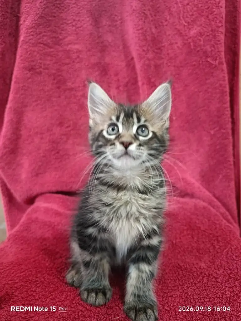 Maine coon.
