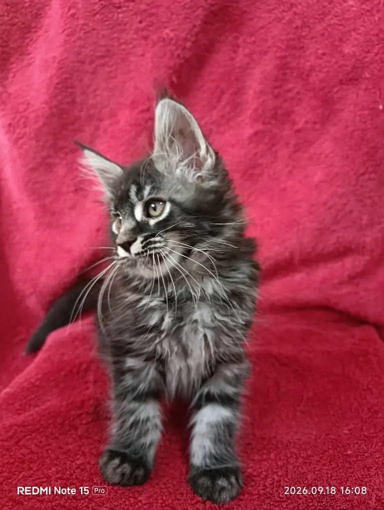 Maine coon. — photo 2