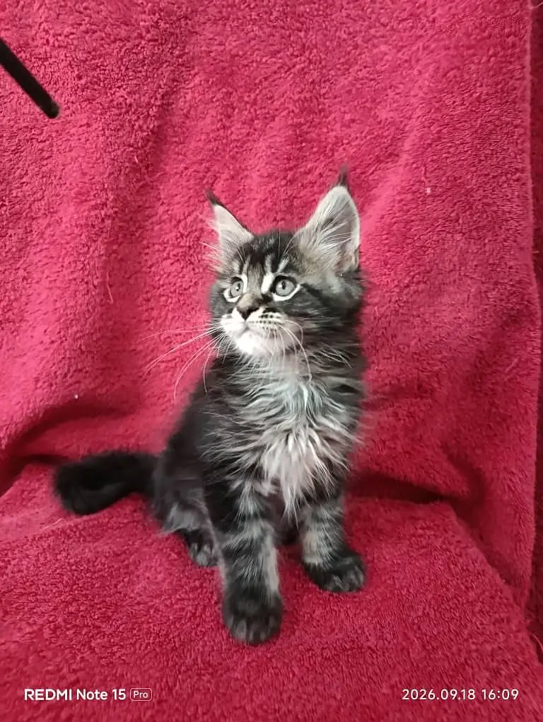 Maine coon. — photo 3