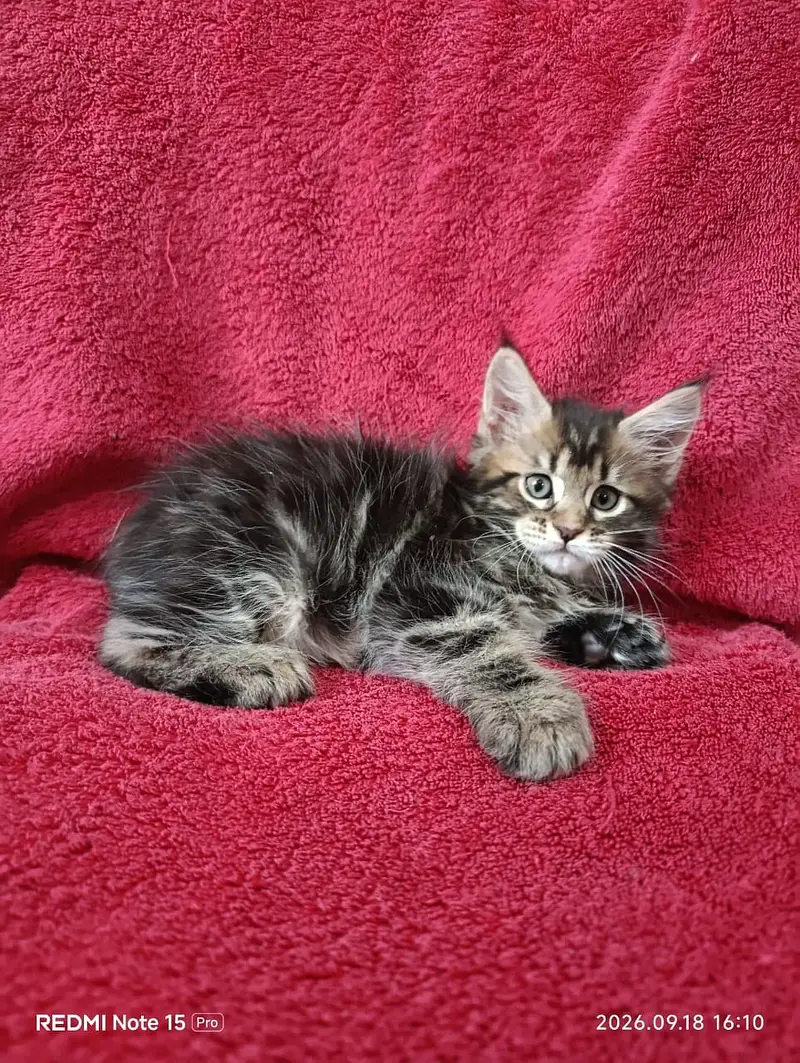 Maine coon. — photo 4