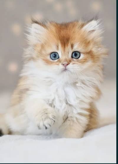 British longhair