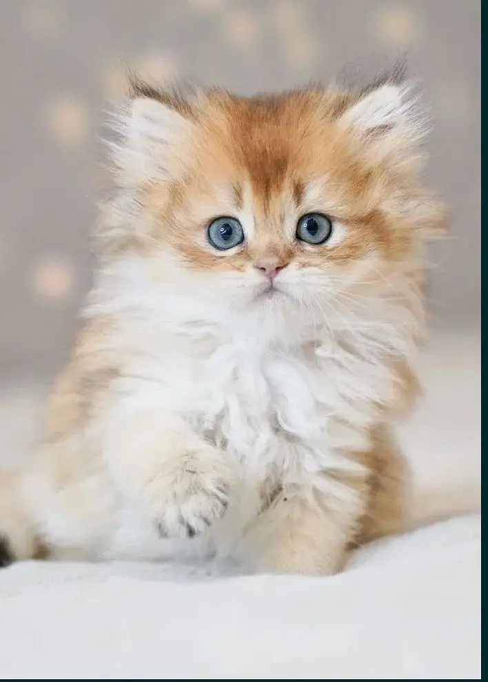 British longhair