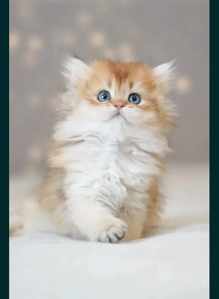 British longhair — photo 2