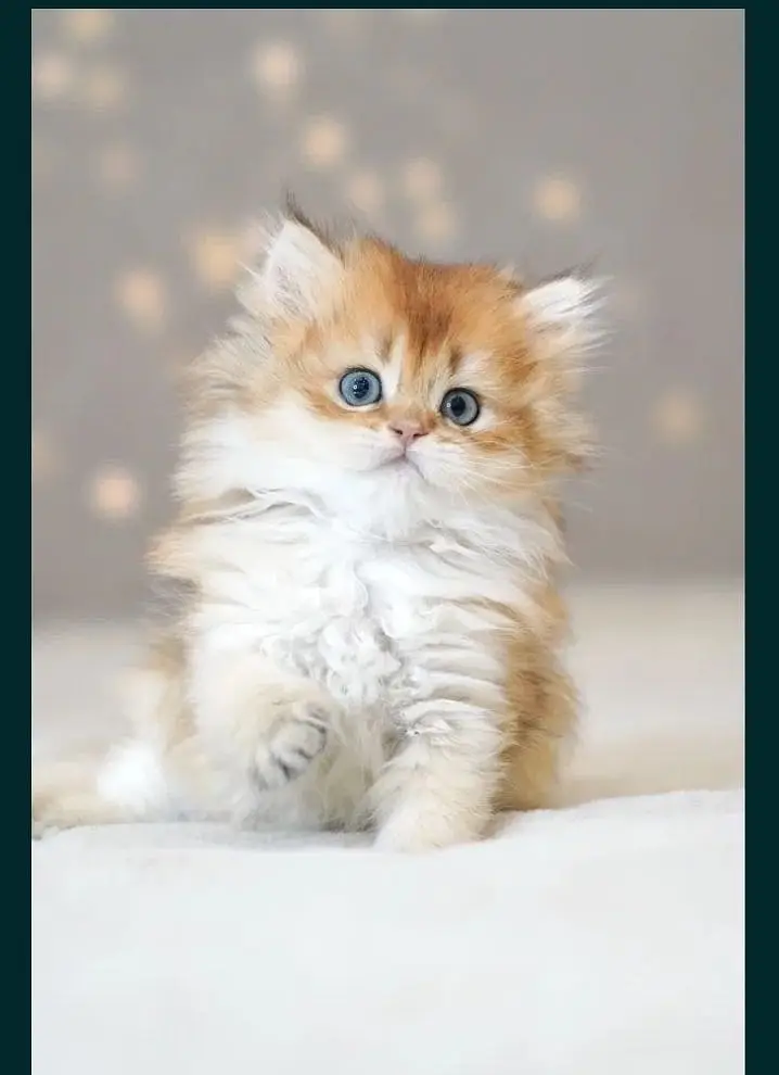 British longhair — photo 3