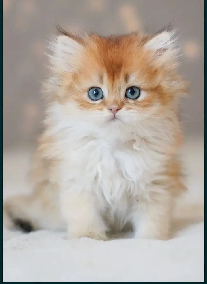 British longhair — photo 5