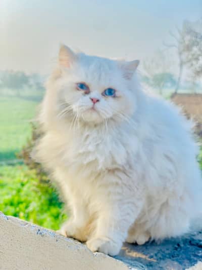 Pure White Persian cat| Blue Eyes| Doli face |Triple coated