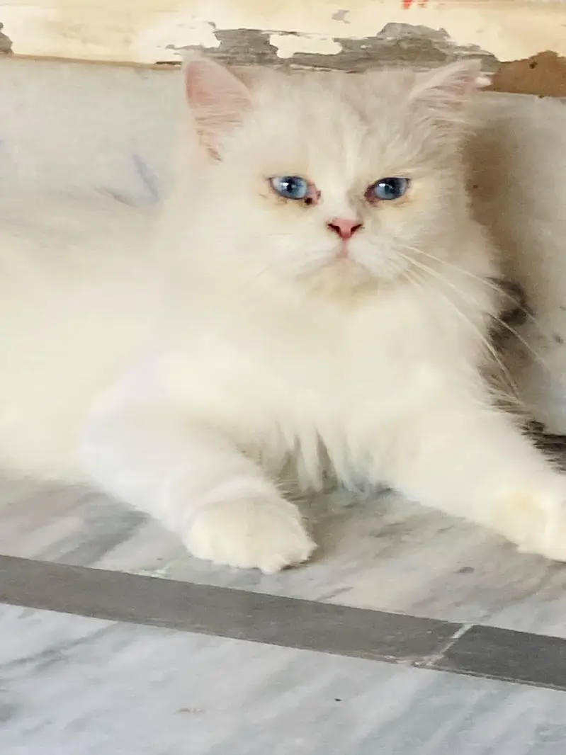 Pure White Persian cat| Blue Eyes| Doli face |Triple coated — photo 2