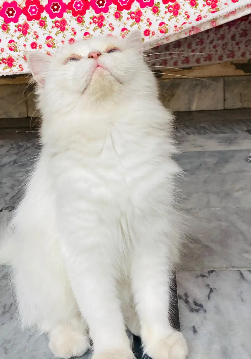Pure White Persian cat| Blue Eyes| Doli face |Triple coated — photo 3
