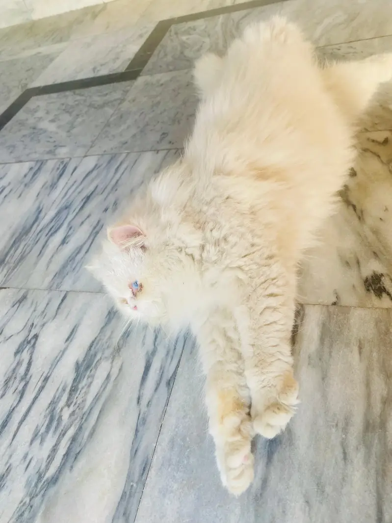 Pure White Persian cat| Blue Eyes| Doli face |Triple coated — photo 4