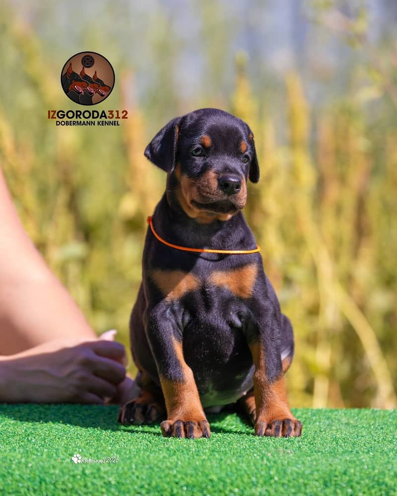 Doberman 0
