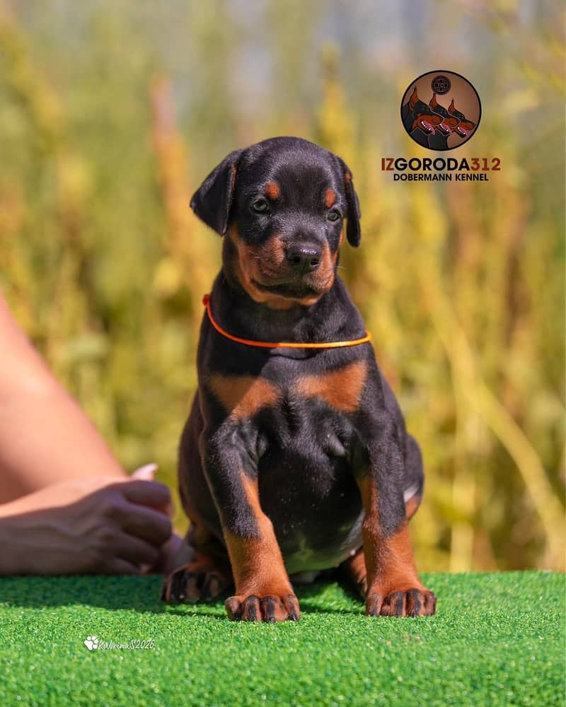 Doberman 1