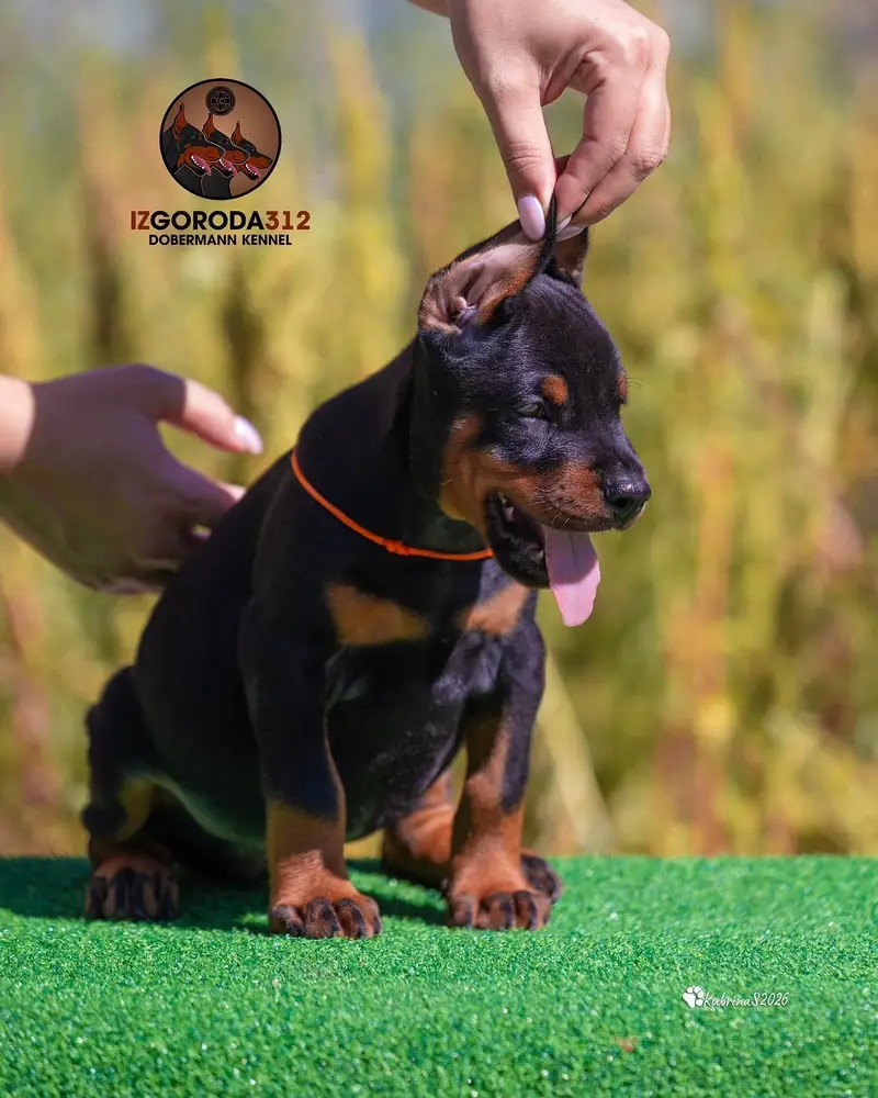 Doberman — photo 3