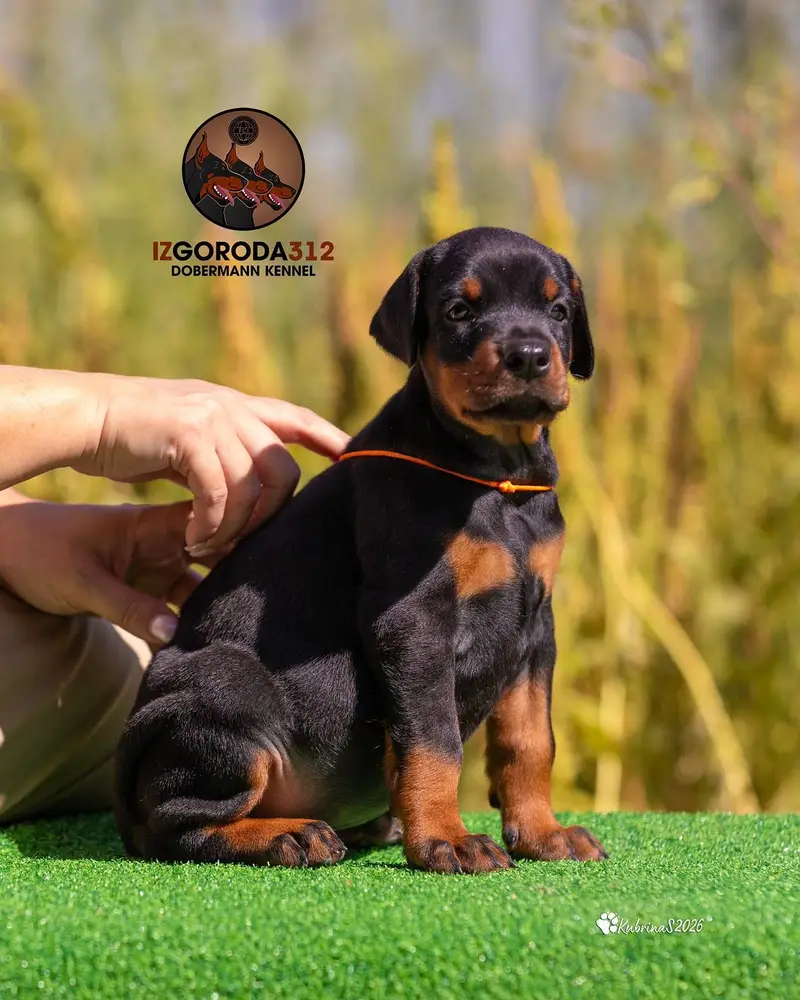 Doberman — photo 4