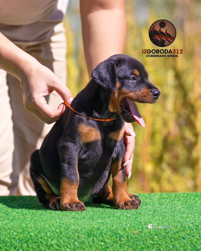 Doberman 4
