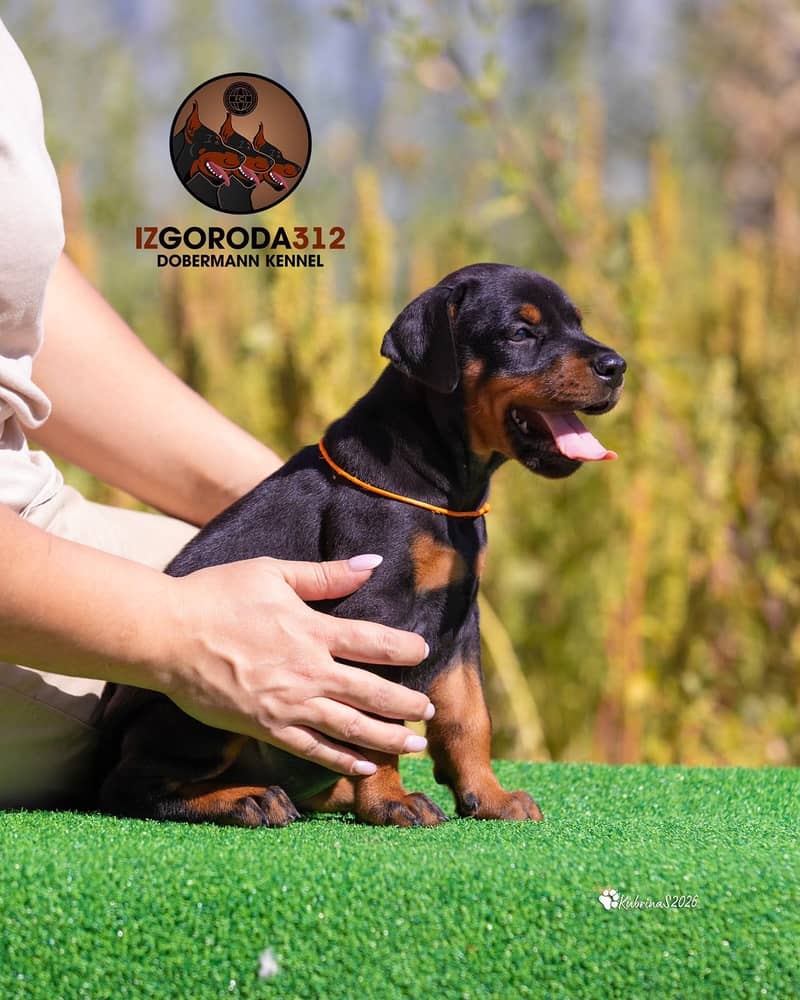 Doberman 6