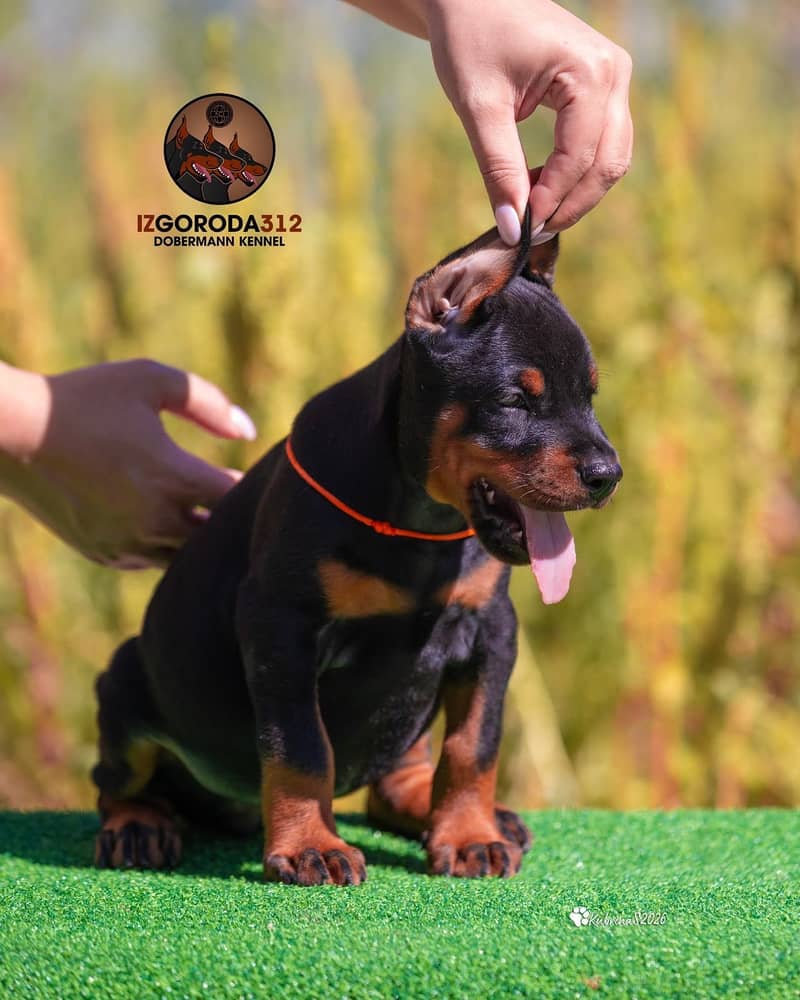 Doberman 7