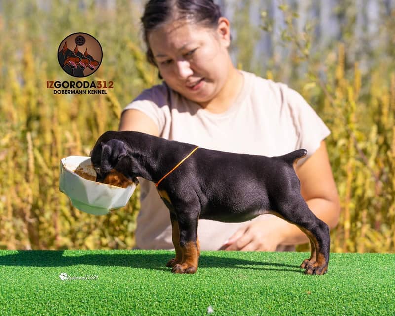 Doberman 9