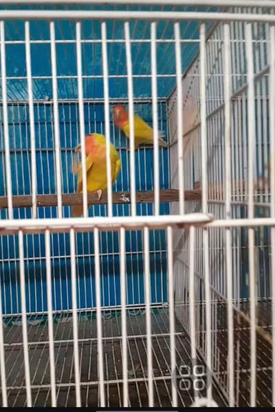 common lutino breeder pairs