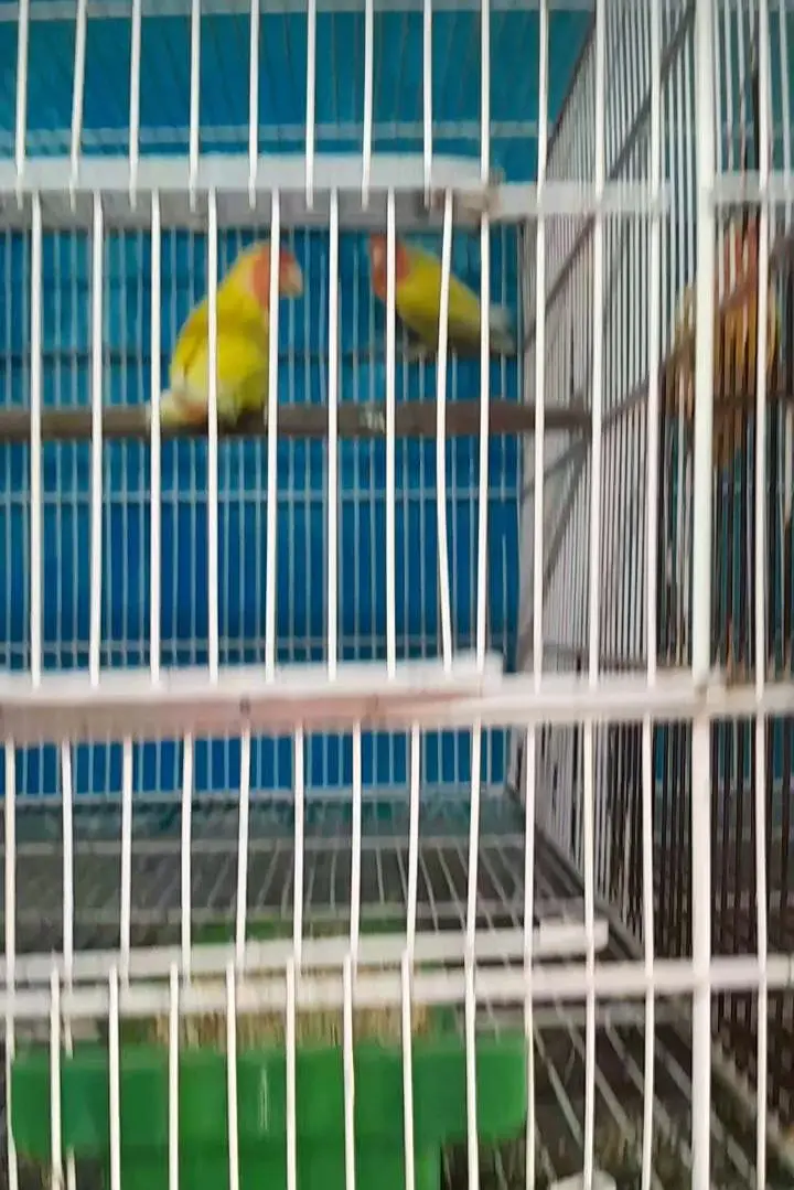 common lutino breeder pairs — photo 2