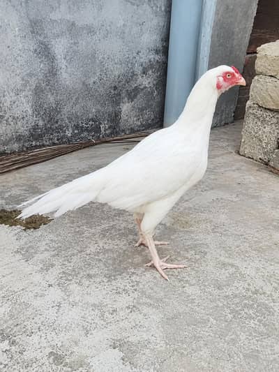 100% Pure White Heera Aseel Femald