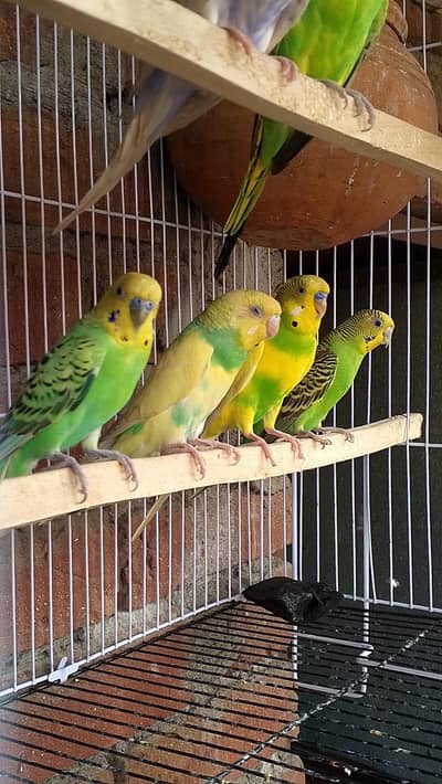 breeder pairs, samiadults
