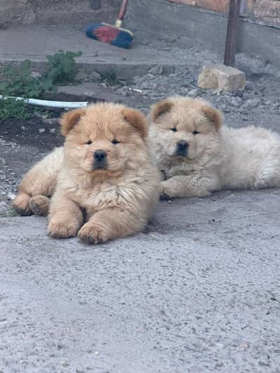Chow  chow