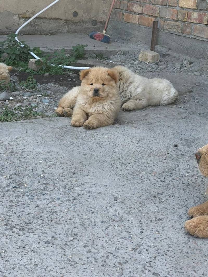 Chow  chow 1
