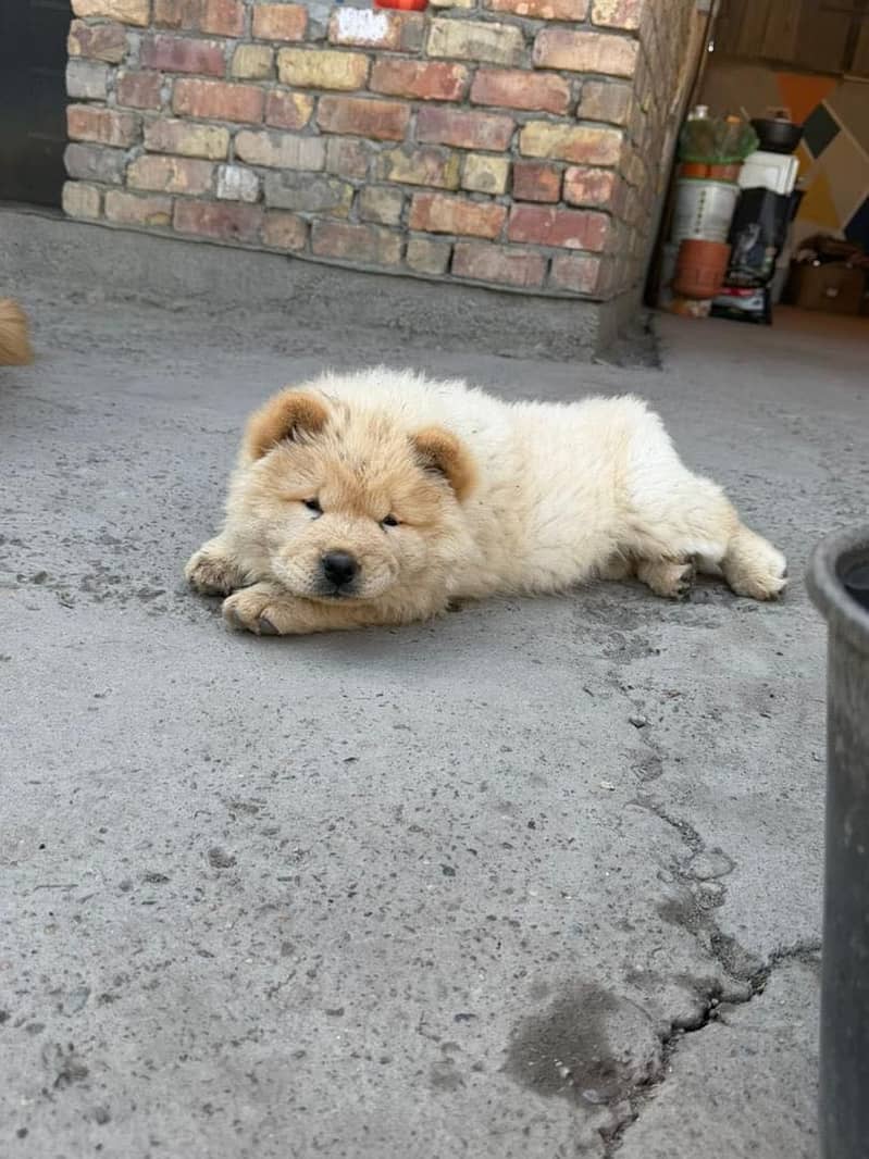 Chow  chow 2